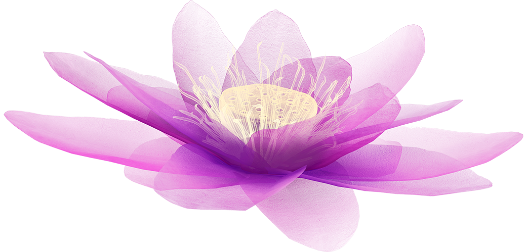 X-ray image of a flower isolated on white, the lotus 3d illustration.